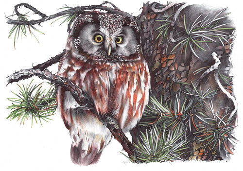 Boreal Owl van Daria Maier, Tekening te koop op Singulart
