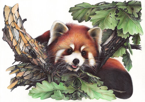 Red Panda de Daria Maier, Dibujo a la venta en Singulart