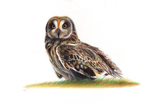 Short-eared Owl de Daria Maier, Dibujo a la venta en Singulart