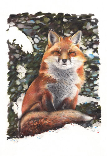 Red Fox by Daria Maier, Drawing for Sale on Singulart