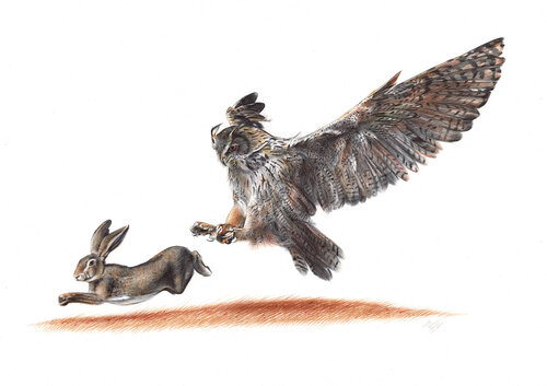 Eurasian Eagle-owl de Daria Maier, Dibujo a la venta en Singulart