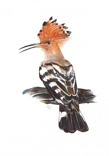 Eurasian Hoopoe par Daria Maier, Dessin en vente sur Singulart