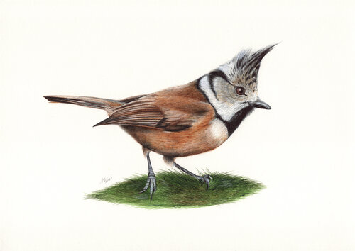 European Crested Tit par Daria Maier, Dessin en vente sur Singulart