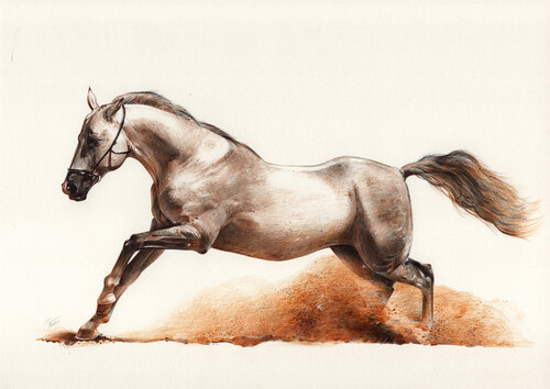 Running Horse von Daria Maier, Zeichnungen kaufen auf Singulart
