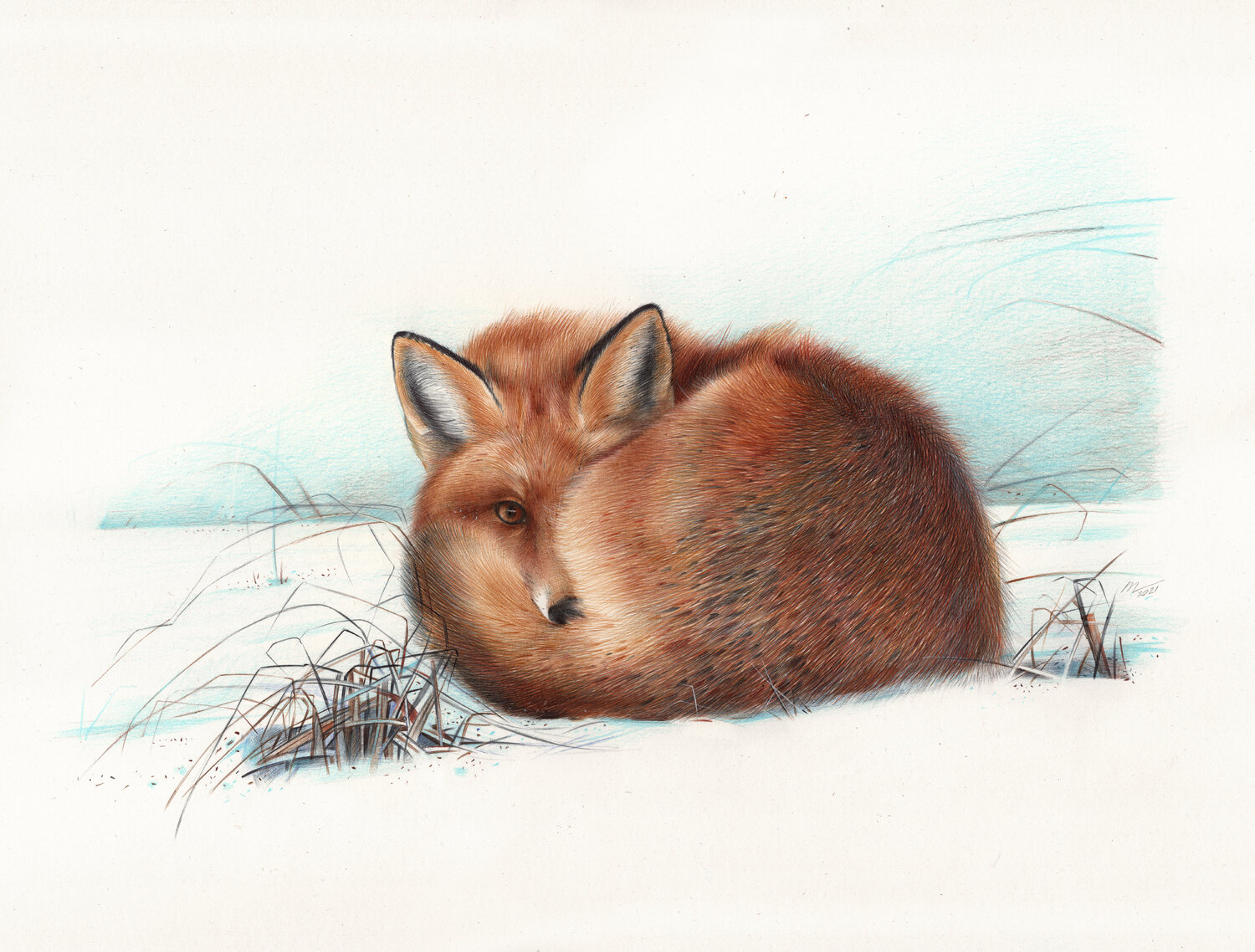 Red Fox Daria Maier