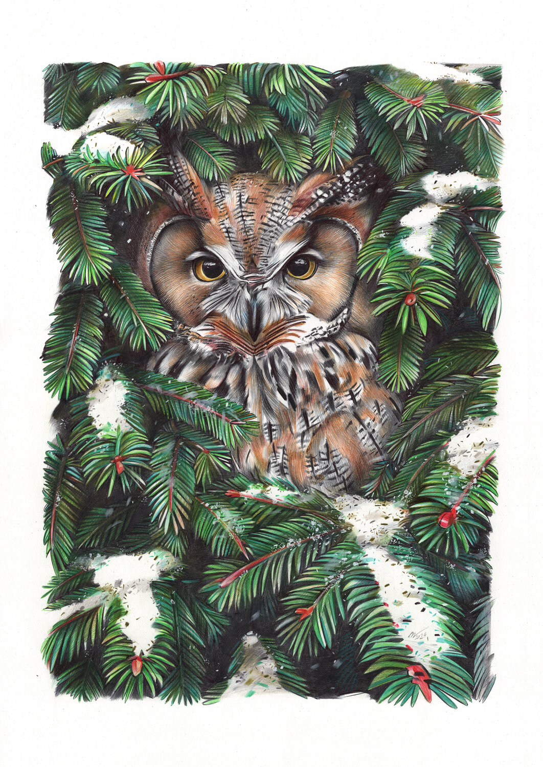 Owl in Spruce Branches Daria Maier