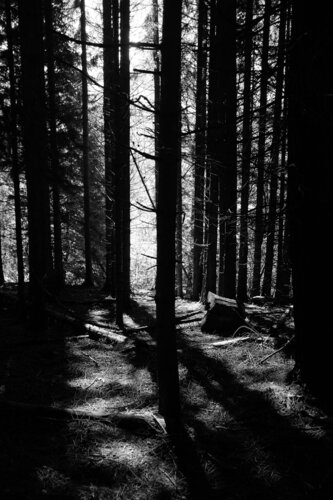 Forët d'ombre et de lumière-2.4 di Paul Menville, Fotografia in vendita su Singulart