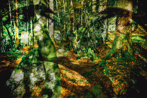 Mystère des sous-bois-2.9 van Paul Menville, Fotografie te koop op Singulart