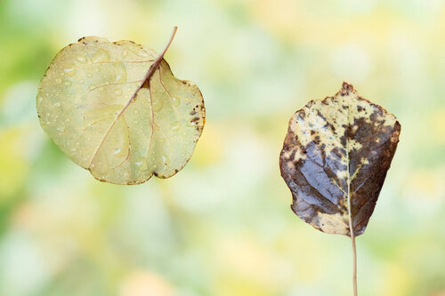 Feuilles d'automne di Paul Menville, Fotografia in vendita su Singulart
