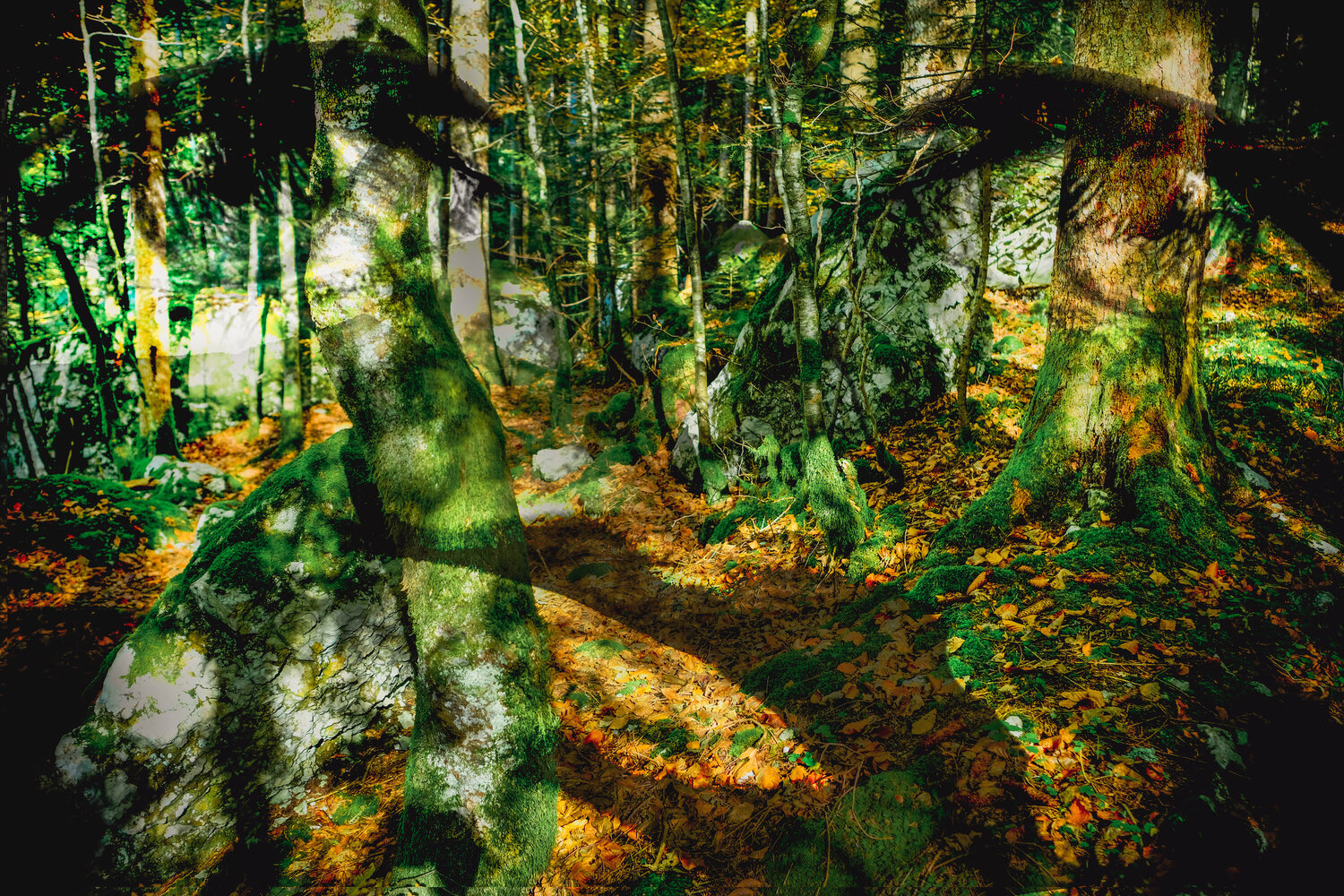 Mystère des sous-bois-2.9 Paul Menville Fotografie zu verkaufen