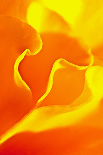 MICRO UNIVERSE (2B1Q3076) von Eugenio Tocchet, Fotografie kaufen auf Singulart