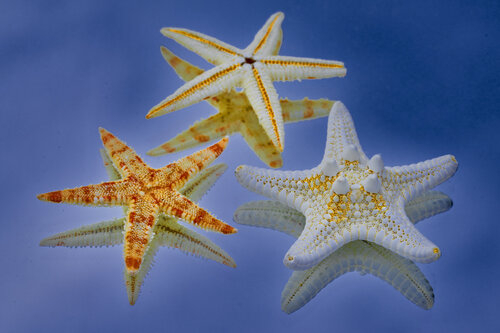 MICRO UNIVERSE (4_DSC05544) Eugenio Tocchet