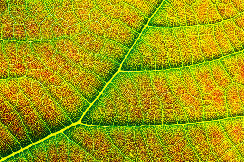 MICRO UNIVERSE (2B1Q9642) by Eugenio Tocchet, Photography for Sale on Singulart