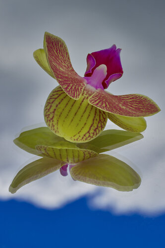 MICRO UNIVERSE (4_DSC06495)) di Eugenio Tocchet, Fotografia in vendita su Singulart