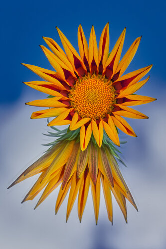 MICRO UNIVERSE (4_DSC06430)) van Eugenio Tocchet, Fotografie te koop op Singulart