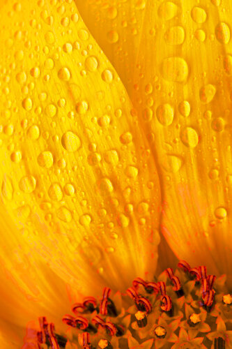 MICRO UNIVERSE - 4_B1Q9756 van Eugenio Tocchet, Fotografie te koop op Singulart