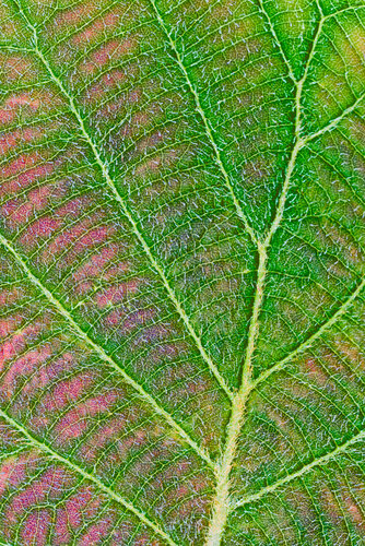 MICRO UNIVERSE - DSC00653 von Eugenio Tocchet, Fotografie kaufen auf Singulart