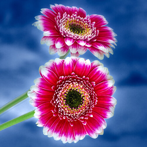Dualism / Micro Univers DSC05671 by Eugenio Tocchet, 사진 for Sale on Singulart