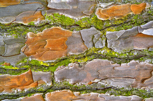 Paesaggio di materia viva - DSC00276 van Eugenio Tocchet, Fotografie te koop op Singulart