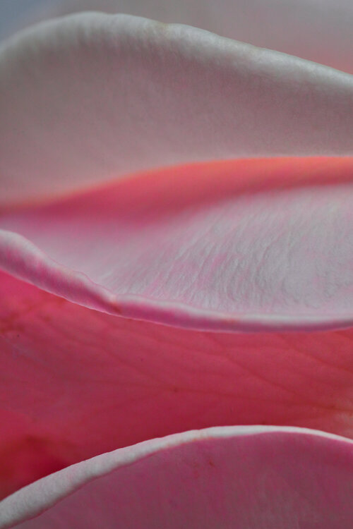 MICRO UNIVERSE - 4_DSC03998 Eugenio Tocchet