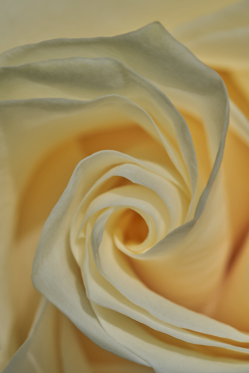 MICRO UNIVERSE (DSC06784)) Eugenio Tocchet