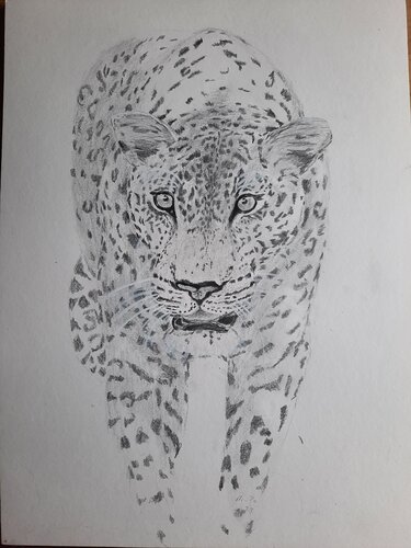 Leopard - Face to face von Andrea Philipp-Zankl, Malerei kaufen auf Singulart