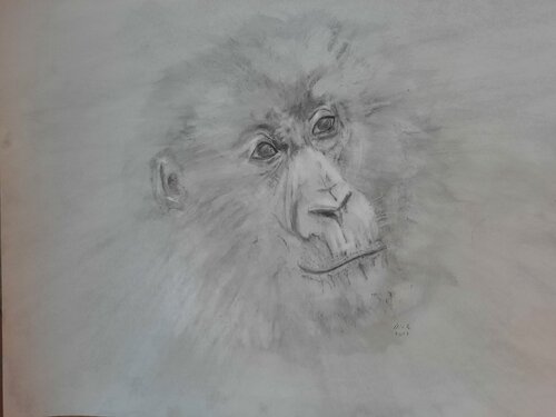 Gorilla/Ruanda by Andrea Philipp-Zankl, Painting for Sale on Singulart