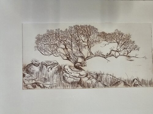 Akazie im Buschland by Andrea Philipp-Zankl, Print for Sale on Singulart