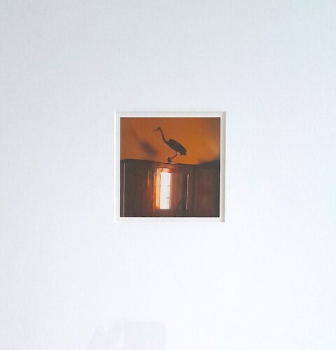 Fissazione del Volo von Akil L. Zani, Fotografie kaufen auf Singulart