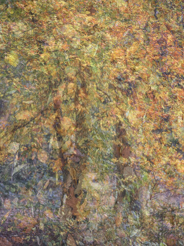 Hidden Things von Romy Pfeifer, Fotografie kaufen auf Singulart