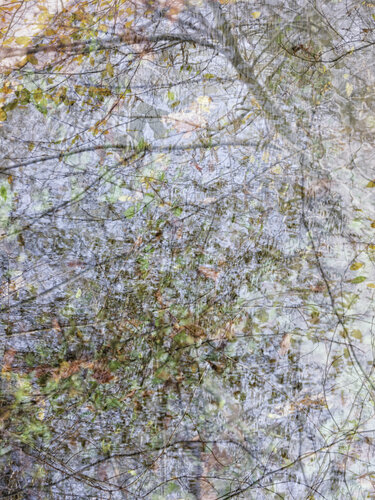 Leaves and Lake von Romy Pfeifer, Fotografie kaufen auf Singulart
