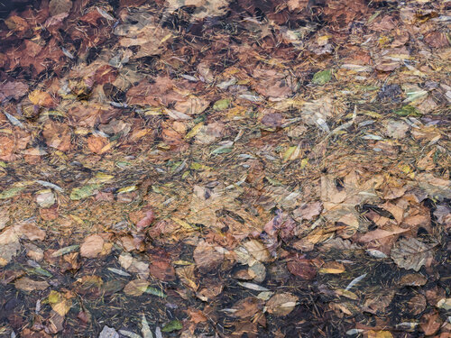 Potpourri Romy Pfeifer