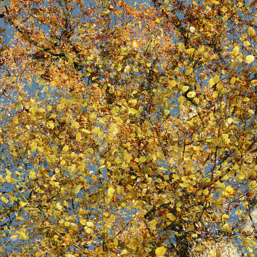 Golden Hour von Romy Pfeifer, Fotografie kaufen auf Singulart