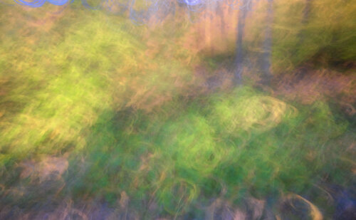 Colors of the Forest von Romy Pfeifer, Fotografie kaufen auf Singulart