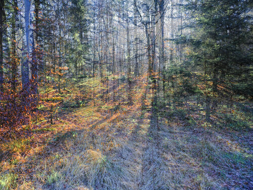 Spring von Romy Pfeifer, Fotografie kaufen auf Singulart