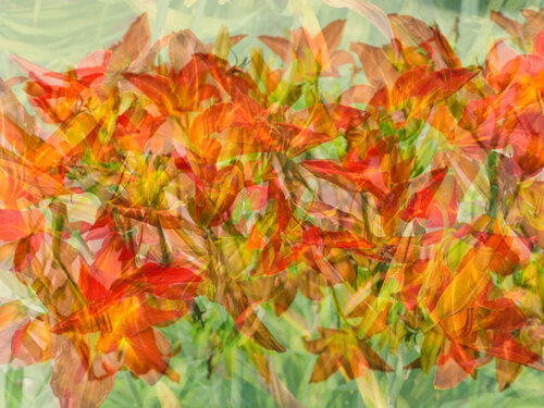 Dance of Lilies Romy Pfeifer