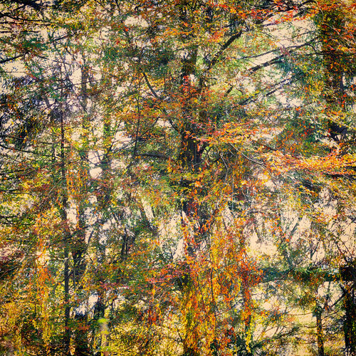 Grace von Romy Pfeifer, Fotografie kaufen auf Singulart