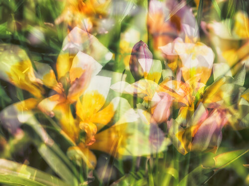 Feast of Flowers di Romy Pfeifer, Fotografia in vendita su Singulart