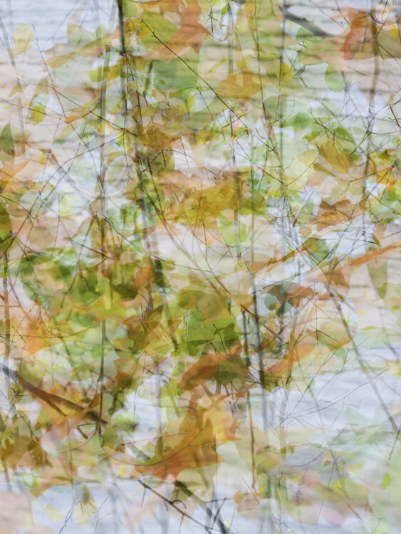 Autumn Colours Romy Pfeifer
