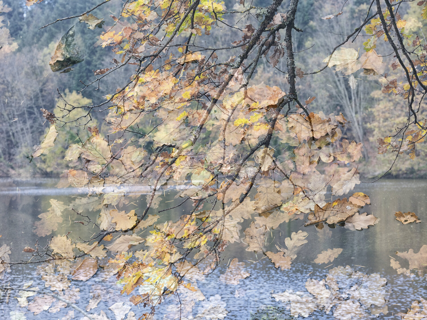 Autumn Romy Pfeifer