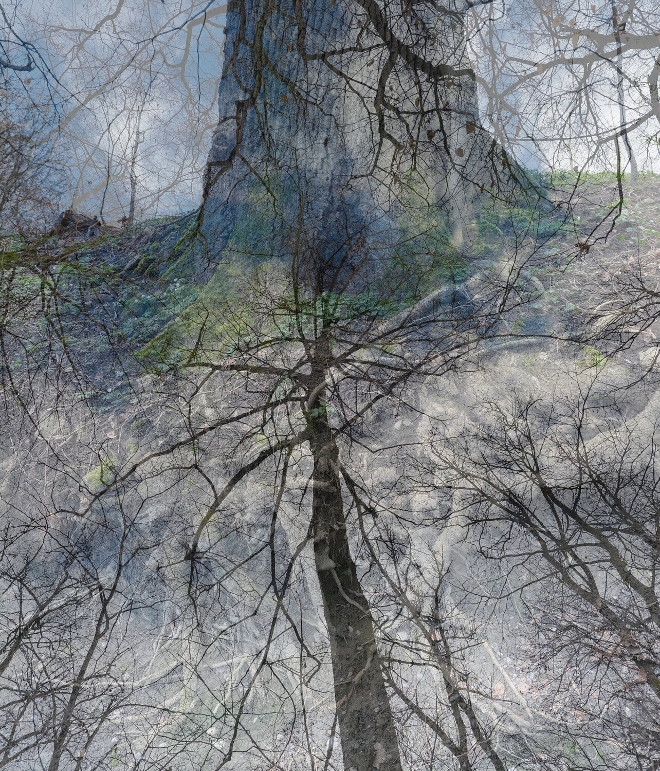 The Strong and the Fragile Ones Romy Pfeifer