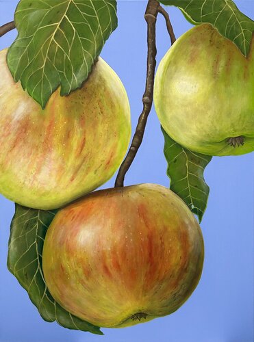 Äpfel am Zweig von Silvia Mende, Malerei kaufen auf Singulart