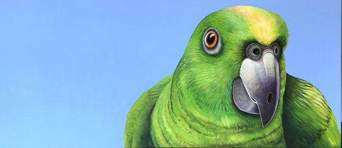 Papagei von Silvia Mende, Malerei kaufen auf Singulart