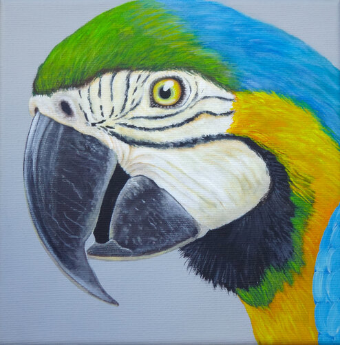 Papagei von Silvia Mende, Malerei kaufen auf Singulart