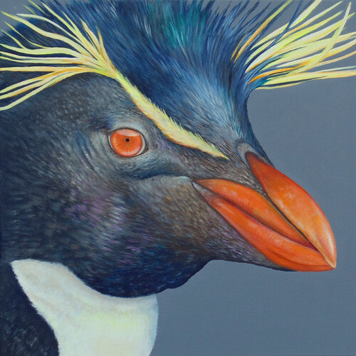 Felsenpinguin Silvia Mende