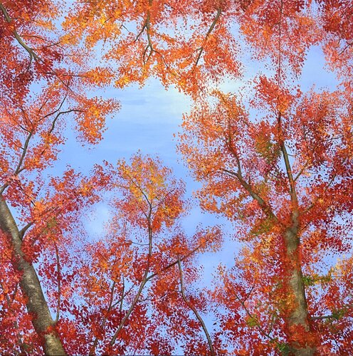 Ahorn im Herbst Silvia Mende