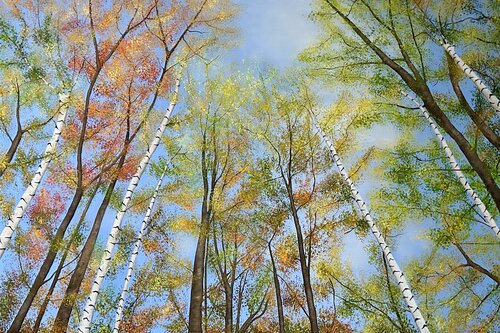 Herbstwald van Silvia Mende, Schilderij te koop op Singulart