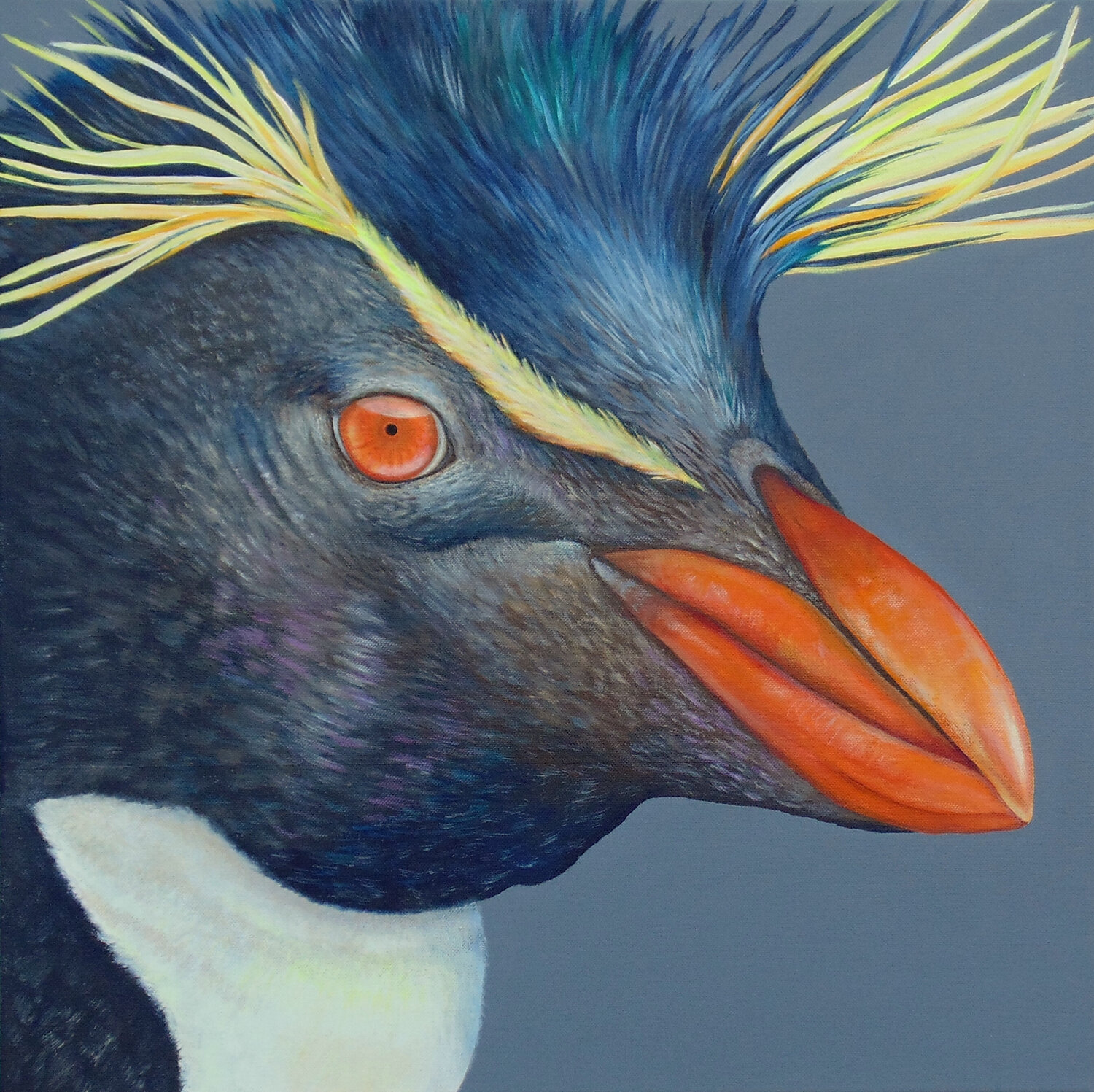 Felsenpinguin Silvia Mende