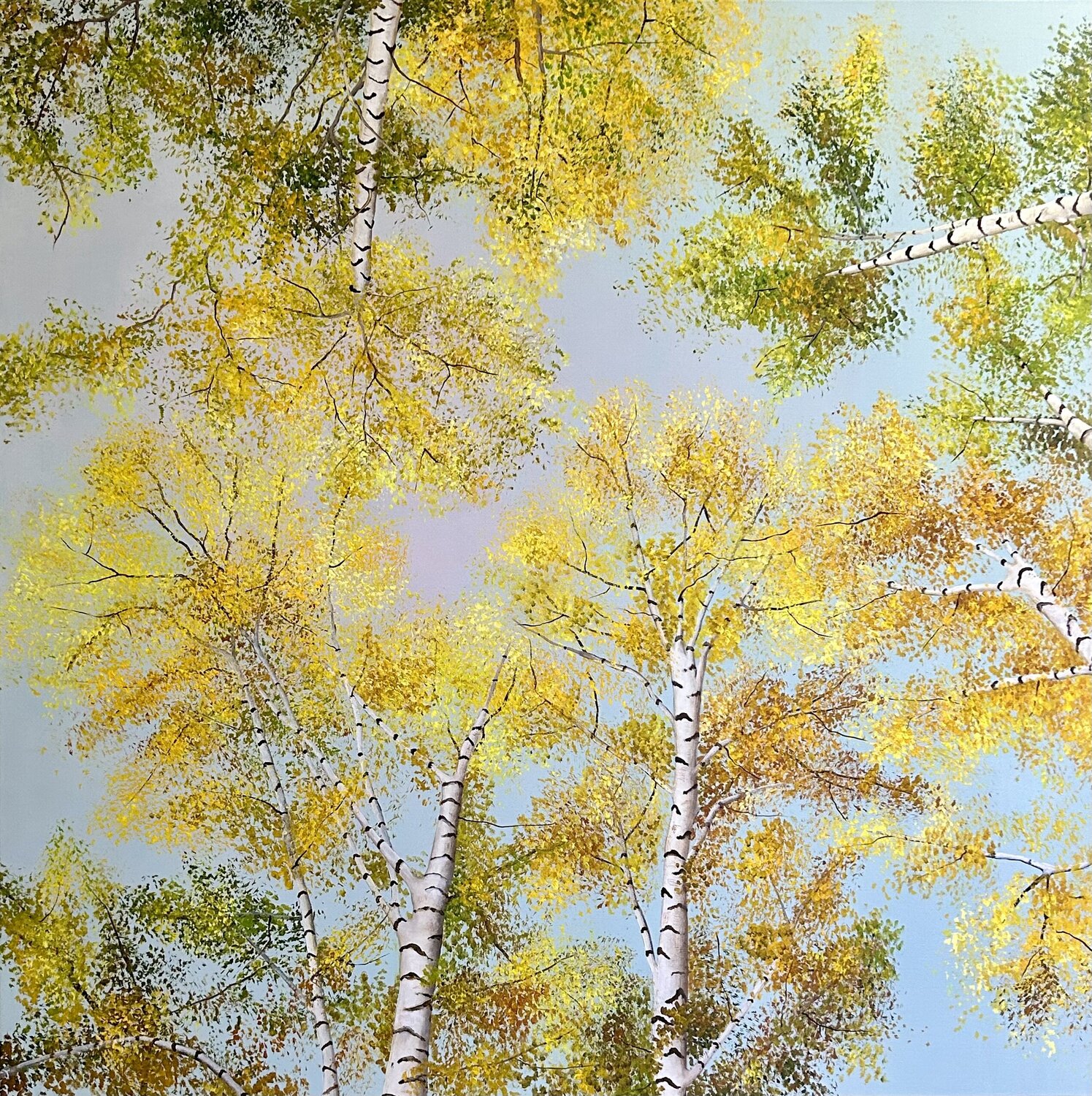 Birken im Herbst Silvia Mende