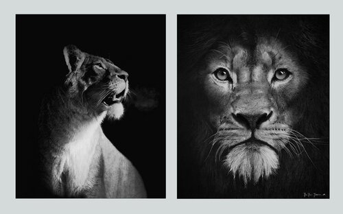 SAVANA DI CEMENTO von Jean Pierre Jurahua, Zeichnungen kaufen auf Singulart